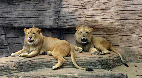 [Two lions lie on the simulated stone ground near a simulated stone wall. One is licking its nose while the other appears to be yawning (mouth open and eyes closed).]